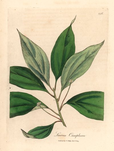 樟树，Laurus camphora，出自詹姆斯-索尔比（James Sowerby）1832 年威廉-伍德维尔（William Woodville）和威廉-杰克逊-胡克爵士（Sir William Jackson Hooker）的《医学植物学》中的植物插图（手工彩色铜版雕刻）。 作者 詹姆斯（后）索尔比