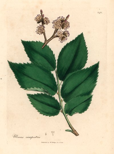 普通榆树，Ulmus campestris，摘自詹姆斯-索尔比（James Sowerby）1832 年威廉-伍德维尔（William Woodville）和威廉-杰克逊-胡克爵士（William Jackson Hooker）《医学植物学》中的植物插图（手工彩色铜版雕刻）。 作者 詹姆斯（后）索尔比