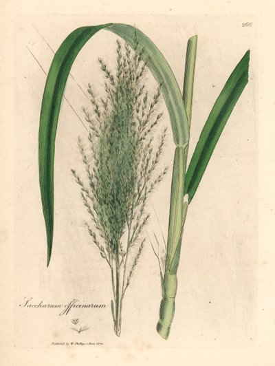 普通甘蔗，Saccharum officinarum，出自詹姆斯-索尔比（James Sowerby）1832 年威廉-伍德维尔（William Woodville）和威廉-杰克逊-胡克爵士（Sir William Jackson Hooker）的《医学植物学》中的植物插图（手工彩色铜版雕刻）。 作者 詹姆斯（后）索尔比