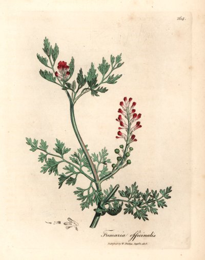 深红色的花，Fumaria officinalis，出自詹姆斯-索尔比（James Sowerby）1832 年威廉-伍德维尔（William Woodville）和威廉-杰克逊-胡克爵士（Sir William Jackson Hooker）的《医学植物学》中的植物插图（手工彩色铜版雕刻）。 作者 詹姆斯（后）索尔比