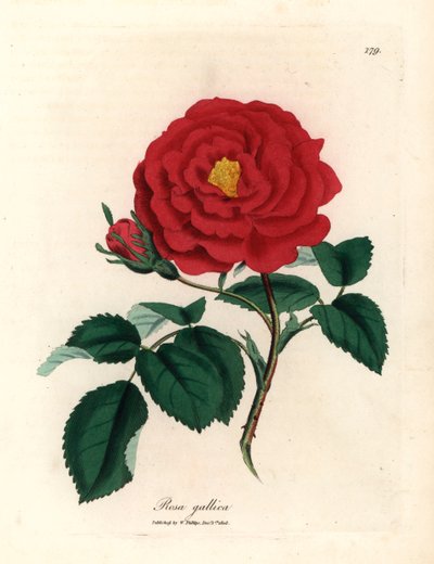 深红色蔷薇，Rosa gallica，出自詹姆斯-索尔比（James Sowerby）1832 年威廉-伍德维尔（William Woodville）和威廉-杰克逊-胡克爵士（Sir William Jackson Hooker）的《医学植物学》中的植物插图（手工彩色铜版雕刻）。 作者 詹姆斯（后）索尔比