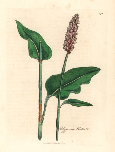 Big bistort，Polygonum bistorta，出自詹姆斯-索尔比（James Sowerby）1832 年威廉-伍德维尔（William Woodville）和威廉-杰克逊-胡克爵士（Sir William Jackson Hooker）的《医学植物学》中的植物插图（手工彩色铜版雕刻）。 作者 詹姆斯（后）索尔比