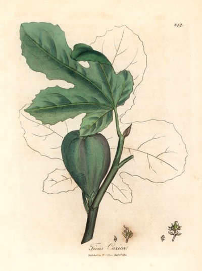 绿色无花果，果实，叶子，叶子轮廓，Ficus carica，摘自 James Sowerby 绘制的植物插图，选自 William Woodville 和 William Jackson Hooker 爵士 1832 年出版的《医学植物学》（手工彩色铜版雕刻）。 作者 詹姆斯（后）索尔比