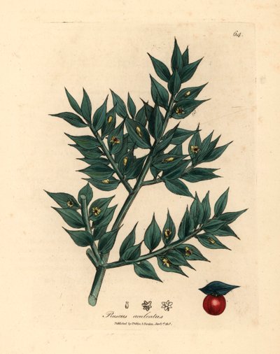 绿花屠夫扫帚（Ruscus aculeatus），出自詹姆斯-索尔比（James Sowerby）1832 年威廉-伍德维尔（William Woodville）和威廉-杰克逊-胡克尔爵士（Sir William Jackson Hooker）的《医学植物学》中的植物插图（手工彩色铜版雕刻）。 作者 詹姆斯（后）索尔比