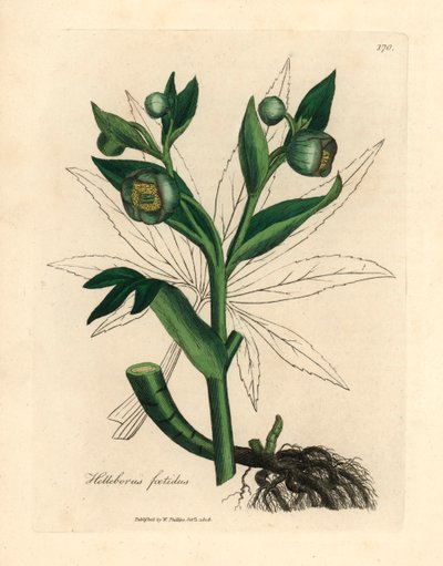 绿花鹤望兰或熊脚，Helleborus foetidus，出自詹姆斯-索尔比（James Sowerby）1832 年威廉-伍德维尔（William Woodville）和威廉-杰克逊-胡克爵士（William Jackson Hooker）的《医学植物学》中的一幅植物插图（手工彩色铜版雕刻）。 作者 詹姆斯（后）索尔比