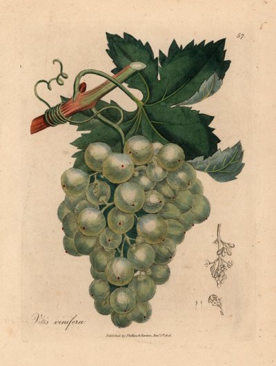 绿葡萄、藤蔓和叶子，葡萄属，摘自詹姆斯-索尔比绘制的植物插图，选自威廉-伍德维尔和威廉-杰克逊-胡克爵士 1832 年出版的《医学植物学》（手工彩色铜版雕刻）。 作者 詹姆斯（后）索尔比