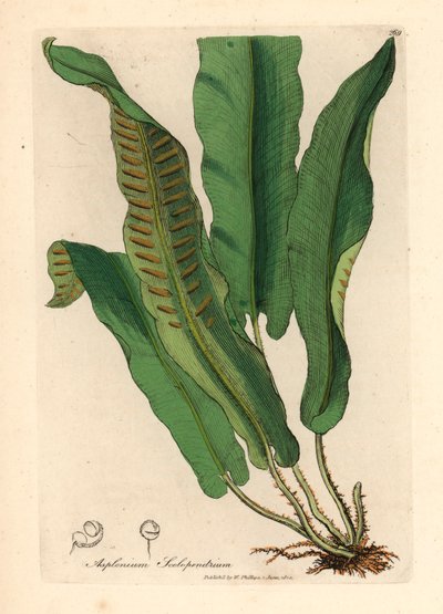 哈茨舌蕨，Asplenium scolopendrium，摘自詹姆斯-索尔比（James Sowerby）1832 年威廉-伍德维尔（William Woodville）和威廉-杰克逊-胡克爵士（Sir William Jackson Hooker）的《医学植物学》中的植物插图（手工彩色铜版雕刻）。 作者 詹姆斯（后）索尔比