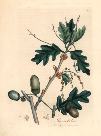 普通橡树（Quercus robur）的叶子和橡子，出自詹姆斯-索尔比（James Sowerby）1832 年威廉-伍德维尔（William Woodville）和威廉-杰克逊-胡克尔爵士（William Jackson Hooker）的《医学植物学》中的植物插图（手工彩色铜版雕刻）。 作者 詹姆斯（后）索尔比