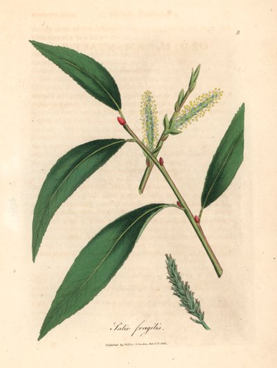 裂柳树的叶子和柔荑花序，摘自詹姆斯-索尔比绘制的植物插图，选自威廉-伍德维尔和威廉-杰克逊-胡克爵士 1832 年出版的《医学植物学》（手工彩色铜版雕刻）。 作者 詹姆斯（后）索尔比