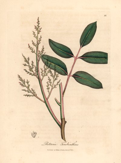 香椿树或塞浦路斯松脂树Pistacia terebinthus 的叶和花，摘自詹姆斯-索尔比创作的植物插图，选自威廉-伍德维尔和威廉-杰克逊-胡克爵士 1832 年出版的《医学植物学》（手工彩色铜版雕刻）。 作者 詹姆斯（后）索尔比