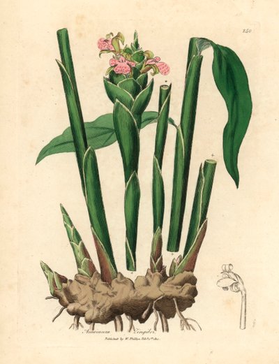窄叶姜（Zingiber officinale），出自詹姆斯-索尔比（James Sowerby）1832 年威廉-伍德维尔（William Woodville）和威廉-杰克逊-胡克尔爵士（Sir William Jackson Hooker）的《医学植物学》中的植物插图（手工彩色铜版雕刻）。 作者 詹姆斯（后）索尔比