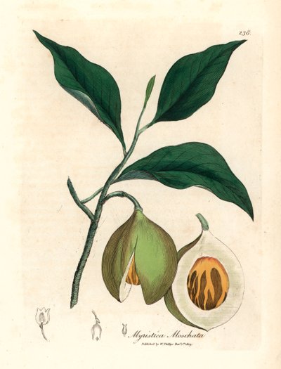 肉豆蔻和肉豆蔻树，Myristica moschata，Myristica fragrans，摘自詹姆斯-索尔比（James Sowerby）1832 年威廉-伍德维尔（William Woodville）和威廉-杰克逊-胡克尔（William Jackson Hooker）爵士的《医学植物学》中的植物插图（手工彩色铜版雕刻）。 作者 詹姆斯（后）索尔比
