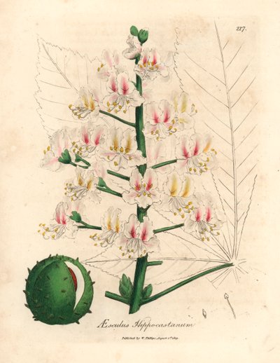 马栗树（Aesculus hippocastanum）的粉红色花朵和果实，选自詹姆斯-索尔比（James Sowerby）1832 年威廉-伍德维尔（William Woodville）和威廉-杰克逊-胡克尔爵士（Sir William Jackson Hooker）的《医学植物学》中的植物插图（手工彩色铜版雕刻）。 作者 詹姆斯（后）索尔比