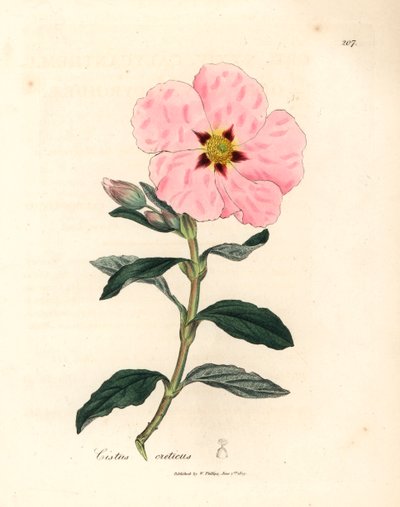 粉红色花的克里特肉苁蓉（Cistus creticus），出自詹姆斯-索尔比（James Sowerby）1832 年威廉-伍德维尔（William Woodville）和威廉-杰克逊-胡克爵士（Sir William Jackson Hooker）的《医学植物学》中的一幅植物插图（手工彩色铜版雕刻）。 作者 James (after) Sowerby