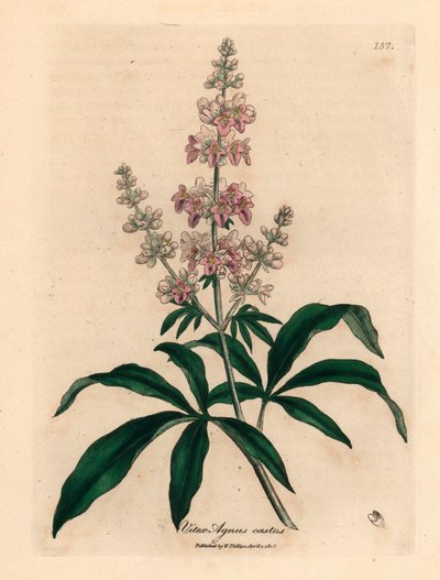 粉红花女贞树（Vitex agnus castus），出自詹姆斯-索尔比（James Sowerby）1832 年威廉-伍德维尔（William Woodville）和威廉-杰克逊-胡克爵士（Sir William Jackson Hooker）的《医学植物学》中的一幅植物插图（手工彩色铜版雕刻）。 作者 詹姆斯（后）索尔比