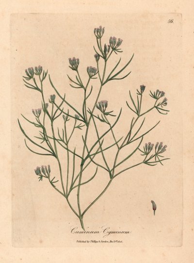 粉红小花孜然，Cuminum cyminum，出自詹姆斯-索尔比（James Sowerby）1832 年威廉-伍德维尔和威廉-杰克逊-胡克爵士的《医学植物学》中的植物插图（手工彩色铜版雕刻）。 作者 詹姆斯（后）索尔比