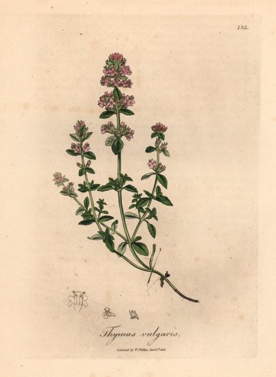 粉红花百里香（Thymus vulgaris），出自詹姆斯-索尔比（James Sowerby）1832 年威廉-伍德维尔和威廉-杰克逊-胡克爵士的《医学植物学》中的植物插图（手工彩色铜版雕刻）。 作者 詹姆斯（后）索尔比