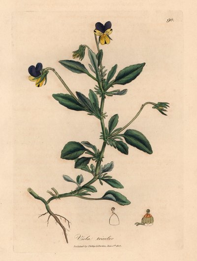 紫色和黄色的三色堇，Viola tricolor，出自詹姆斯-索尔比（James Sowerby）1832 年威廉-伍德维尔（William Woodville）和威廉-杰克逊-胡克爵士（Sir William Jackson Hooker）的《医学植物学》中的植物插图（手工彩色铜版雕刻）。 作者 詹姆斯（后）索尔比