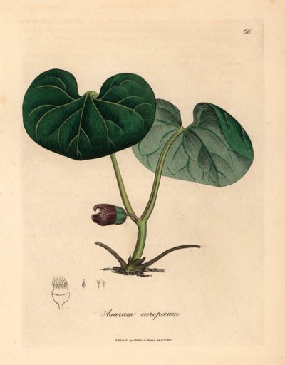 紫花蘅，或野姜（Asarum europaeum），摘自詹姆斯-索尔比（James Sowerby）1832 年威廉-伍德维尔（William Woodville）和威廉-杰克逊-胡克爵士（Sir William Jackson Hooker）《医学植物学》中的一幅植物插图（手工彩色铜版雕刻）。 作者 詹姆斯（后）索尔比