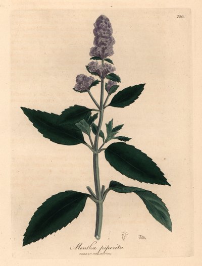 紫花薄荷（Mentha piperita），出自詹姆斯-索尔比（James Sowerby）1832 年威廉-伍德维尔（William Woodville）和威廉-杰克逊-胡克爵士（Sir William Jackson Hooker）的《医学植物学》中的植物插图（手工彩色铜版雕刻）。 作者 詹姆斯（后）索尔比