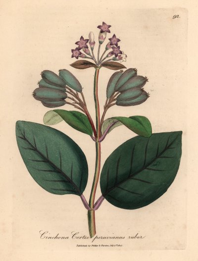 紫花秘鲁红皮树，Cinchona cortex peruvianus ruber，摘自詹姆斯-索尔比（James Sowerby）1832 年威廉-伍德维尔（William Woodville）和威廉-杰克逊-胡克爵士（William Jackson Hooker）《医学植物学》中的一幅植物插图（手工彩色铜版雕刻）。 作者 詹姆斯（后）索尔比