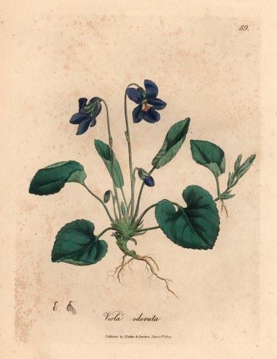 紫花甜紫，Viola odorata，摘自詹姆斯-索尔比（James Sowerby）1832 年威廉-伍德维尔（William Woodville）和威廉-杰克逊-胡克爵士（Sir William Jackson Hooker）的《医学植物学》中的植物插图（手工彩色铜版雕刻）。 作者 詹姆斯（后）索尔比