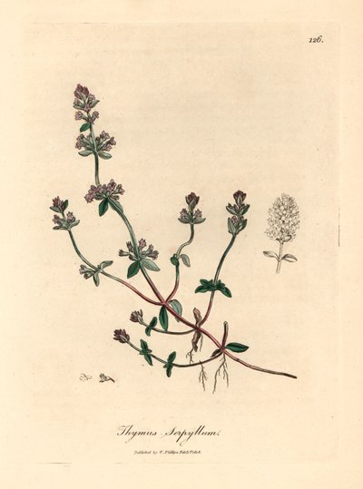 紫花野百里香（Thymus serpyllum），出自詹姆斯-索尔比（James Sowerby）1832 年威廉-伍德维尔和威廉-杰克逊-胡克爵士的《医学植物学》中的植物插图（手工彩色铜版雕刻）。 作者 詹姆斯（后）索尔比