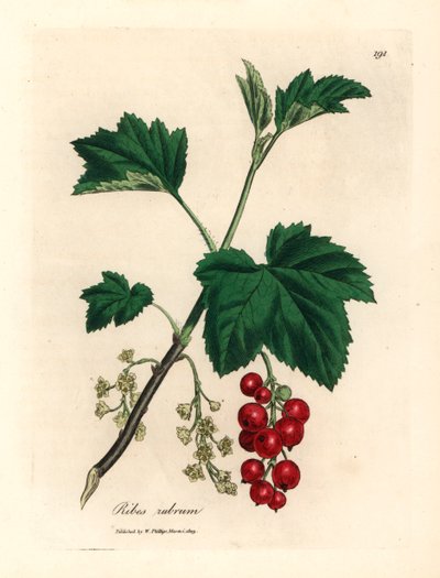 红醋栗树，Ribes rubrum，摘自詹姆斯-索尔比（James Sowerby）1832 年威廉-伍德维尔（William Woodville）和威廉-杰克逊-胡克爵士（Sir William Jackson Hooker）的《医学植物学》中的植物插图（手工彩色铜版雕刻）。 作者 詹姆斯（后）索尔比