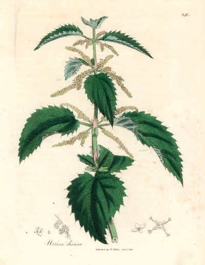刺荨麻，出自詹姆斯-索尔比（James Sowerby）1832 年威廉-伍德维尔（William Woodville）和威廉-杰克逊-胡克爵士（William Jackson Hooker）的《医学植物学》中的植物插图（手工彩色铜版雕刻）。 作者 詹姆斯（后）索尔比
