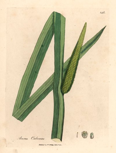 甜旗，Acorus calamus，摘自詹姆斯-索尔比（James Sowerby）1832 年威廉-伍德维尔（William Woodville）和威廉-杰克逊-胡克爵士（Sir William Jackson Hooker）《医学植物学》中的植物插图（手工彩色铜版雕刻）。 作者 詹姆斯（后）索尔比