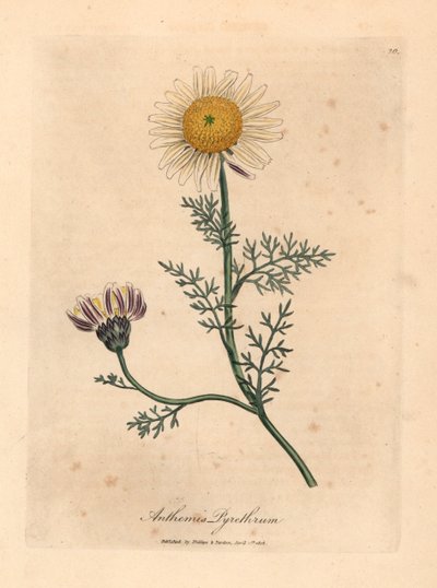 白色和黄色的西班牙洋甘菊（Anthemis pyrethrum），出自詹姆斯-索尔比（James Sowerby）1832 年威廉-伍德维尔（William Woodville）和威廉-杰克逊-胡克爵士（Sir William Jackson Hooker）的《医学植物学》中的一幅植物插图（手工彩色铜版雕刻）。 作者 詹姆斯（后）索尔比