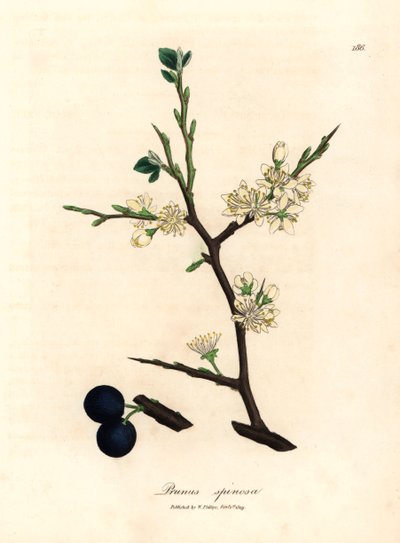 山龙眼树（Prunus spinosa）的白色花朵和蓝色浆果，选自詹姆斯-索尔比（James Sowerby）1832 年威廉-伍德维尔和威廉-杰克逊-胡克爵士的《医学植物学》中的植物插图（手工彩色铜版雕刻）。 作者 詹姆斯（后）索尔比