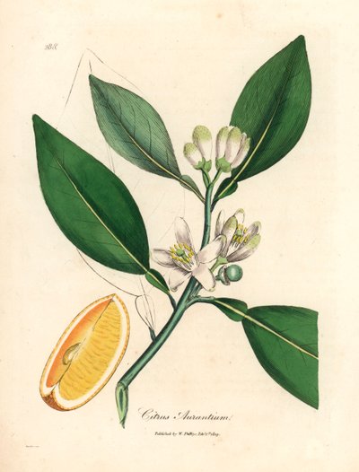 橘子树（Citrus aurantium）的白色花朵和成熟果实，摘自詹姆斯-索尔比（James Sowerby）绘制的植物插图，选自威廉-伍德维尔（William Woodville）和威廉-杰克逊-胡克尔爵士（Sir William Jackson Hooker）1832 年出版的《医学植物学》（手工彩色铜版雕刻）。 作者 詹姆斯（后）索尔比