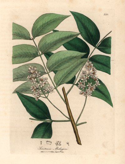 白花桃花心木，Swietenia mahogani，摘自詹姆斯-索尔比（James Sowerby）1832 年威廉-伍德维尔（William Woodville）和威廉-杰克逊-胡克爵士（William Jackson Hooker）《医学植物学》中的一幅植物插图（手工彩色铜版雕刻）。 作者 詹姆斯（后）索尔比