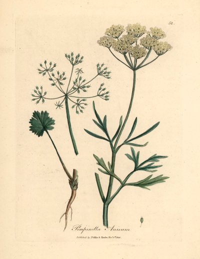 白花八角，Pimpinella anisum，出自詹姆斯-索尔比（James Sowerby）1832 年威廉-伍德维尔和威廉-杰克逊-胡克爵士的《医学植物学》中的一幅植物插图（手工彩色铜版雕刻）。 作者 詹姆斯（后）索尔比