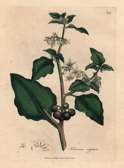 白花黑莓，花园夜来香，Solanum nigrum，摘自詹姆斯-索尔比（James Sowerby）1832 年威廉-伍德维尔（William Woodville）和威廉-杰克逊-胡克爵士（Sir William Jackson Hooker）的《医学植物学》中的植物插图（手工彩色铜版雕刻）。 作者 詹姆斯（后）索尔比