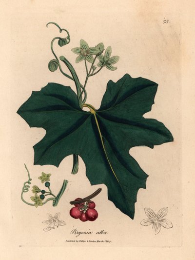 白花牡丹，Bryonia alba，出自詹姆斯-索尔比（James Sowerby）1832 年威廉-伍德维尔（William Woodville）和威廉-杰克逊-胡克爵士（Sir William Jackson Hooker）的《医学植物学》中的植物插图（手工彩色铜版雕刻）。 作者 詹姆斯（后）索尔比