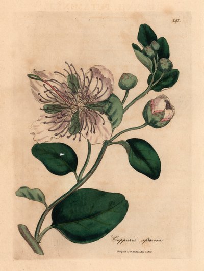 白花毛果灌木，Capparis spinosa，摘自詹姆斯-索尔比（James Sowerby）1832 年威廉-伍德维尔（William Woodville）和威廉-杰克逊-胡克爵士（Sir William Jackson Hooker）《医学植物学》中的植物插图（手工彩色铜版雕刻）。 作者 詹姆斯（后）索尔比