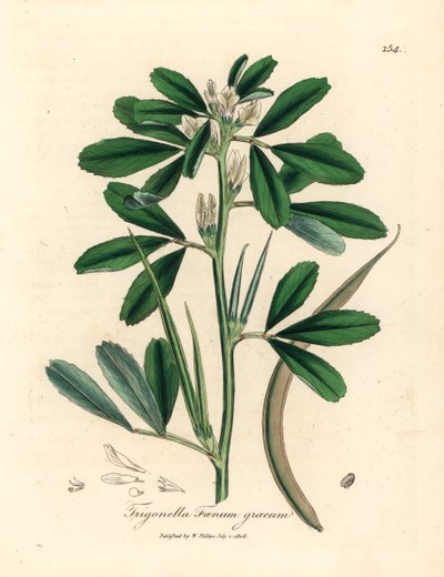 带豆荚的白花葫芦巴，Trigonella foenum graecum，摘自 James Sowerby 绘制的植物插图，出自 William Woodville 和 William Jackson Hooker 爵士 1832 年出版的《医学植物学》（手工彩色铜版雕刻）。 作者 詹姆斯（后）索尔比