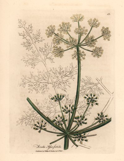 白花大茴香，Ferula assafoetida，摘自詹姆斯-索尔比（James Sowerby）1832 年威廉-伍德维尔（William Woodville）和威廉-杰克逊-胡克爵士（Sir William Jackson Hooker）《医学植物学》中的一幅植物插图（手工彩色铜版雕刻）。 作者 詹姆斯（后）索尔比