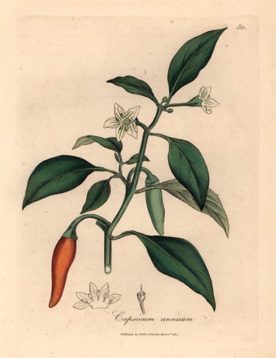 白花猩红天竺胡椒，Capsicum annuum，摘自詹姆斯-索尔比（James Sowerby）1832 年威廉-伍德维尔（William Woodville）和威廉-杰克逊-胡克爵士（Sir William Jackson Hooker）的《医学植物学》中的一幅植物插图（手工彩色铜版雕刻）。 作者 詹姆斯（后）索尔比