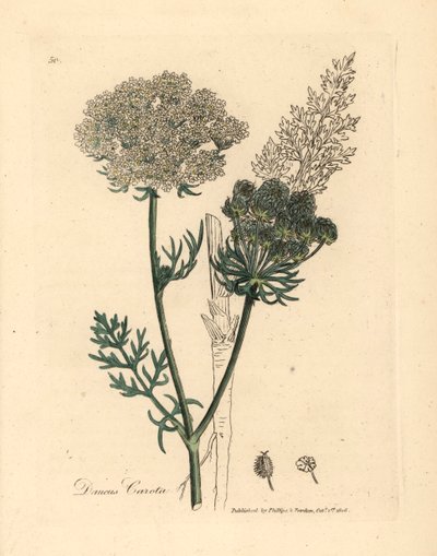 白花野生胡萝卜（Daucus carota），出自詹姆斯-索尔比（James Sowerby）1832 年威廉-伍德维尔（William Woodville）和威廉-杰克逊-胡克爵士（Sir William Jackson Hooker）的《医学植物学》中的一幅植物插图（手工彩色铜版雕刻）。 作者 詹姆斯（后）索尔比