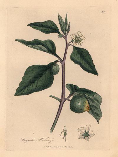 白花冬樱桃，Physalis alkekengi，选自詹姆斯-索尔比（James Sowerby）1832 年威廉-伍德维尔（William Woodville）和威廉-杰克逊-胡克爵士（Sir William Jackson Hooker）的《医学植物学》中的植物插图（手工彩色铜版雕刻）。 作者 詹姆斯（后）索尔比