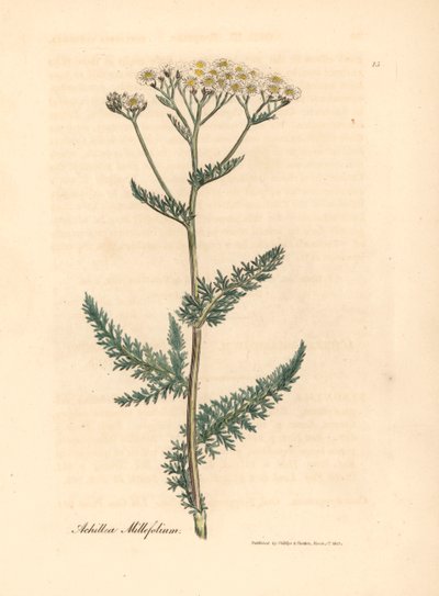 白花欧蓍草（Achillea millefolium），出自詹姆斯-索尔比（James Sowerby）1832 年威廉-伍德维尔（William Woodville）和威廉-杰克逊-胡克爵士（Sir William Jackson Hooker）的《医学植物学》中的一幅植物插图（手工彩色铜版雕刻）。 作者 詹姆斯（后）索尔比