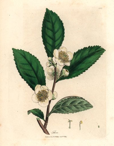 白色花朵和绿色茶叶，Thea bohea，Camellia sinensis，摘自 James Sowerby 绘制的植物插图，选自 William Woodville 和 William Jackson Hooker 爵士 1832 年出版的《医学植物学》（手工彩色铜版雕刻）。 作者 詹姆斯（后）索尔比