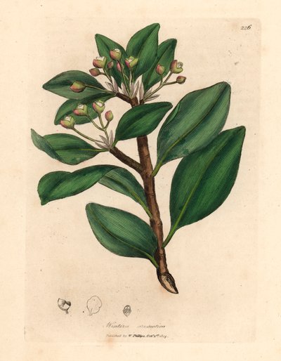 冬皮树，Wintera aromatica，Drimys winteri，摘自詹姆斯-索尔比（James Sowerby）1832 年威廉-伍德维尔（William Woodville）和威廉-杰克逊-胡克爵士（William Jackson Hooker）的《医学植物学》中的植物插图（手工彩色铜版雕刻）。 作者 詹姆斯（后）索尔比