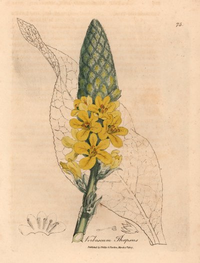 黄花大阔叶毛蕊花，Verbascum thapsus，出自詹姆斯-索尔比（James Sowerby）1832 年威廉-伍德维尔（William Woodville）和威廉-杰克逊-胡克爵士（William Jackson Hooker）的《医学植物学》中的一幅植物插图（手工彩色铜版雕刻）。 作者 詹姆斯（后）索尔比