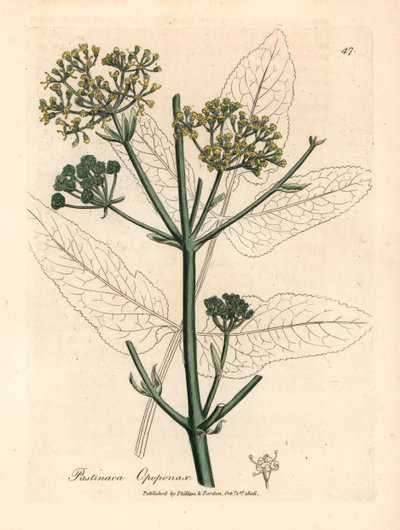 黄花欧巴桑或粗欧巴桑（Pastinaca opopanax），摘自詹姆斯-索尔比（James Sowerby）1832 年威廉-伍德维尔（William Woodville）和威廉-杰克逊-胡克爵士（Sir William Jackson Hooker）《医学植物学》中的一幅植物插图（手工彩色铜版雕刻）。 作者 詹姆斯（后）索尔比