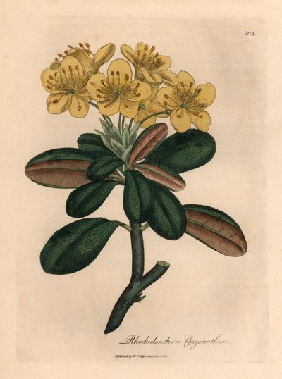 黄花杜鹃，Rhododendron chrysanthemum，出自詹姆斯-索尔比（James Sowerby）1832 年威廉-伍德维尔（William Woodville）和威廉-杰克逊-胡克爵士（William Jackson Hooker）的《医学植物学》中的一幅植物插图（手工彩色铜版雕刻）。 作者 詹姆斯（后）索尔比