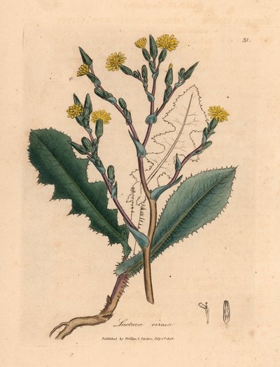 黄花野莴苣（Lactuca virosa），出自詹姆斯-索尔比（James Sowerby）1832 年威廉-伍德维尔（William Woodville）和威廉-杰克逊-胡克爵士（Sir William Jackson Hooker）的《医学植物学》中的一幅植物插图（手工彩色铜版雕刻）。 作者 詹姆斯（后）索尔比